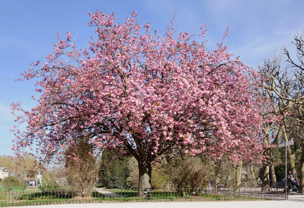 A Japanese cherry tree in full bloom, pink blooms cascading down bowing branches