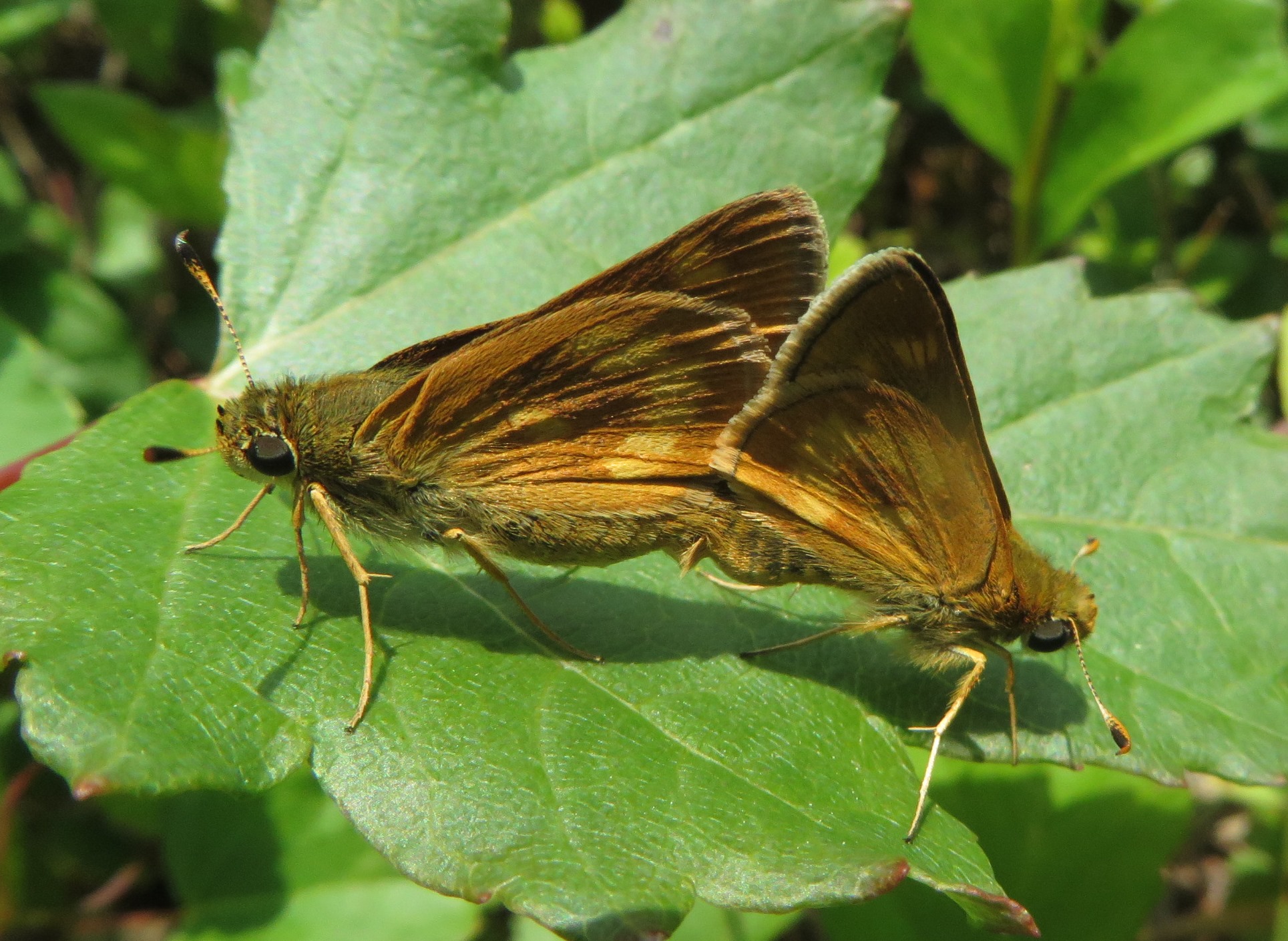 Two furry, brown and mahogany moths stand back-to-back, behinds touching, on a green leaf. More leaves can be seen in the background.