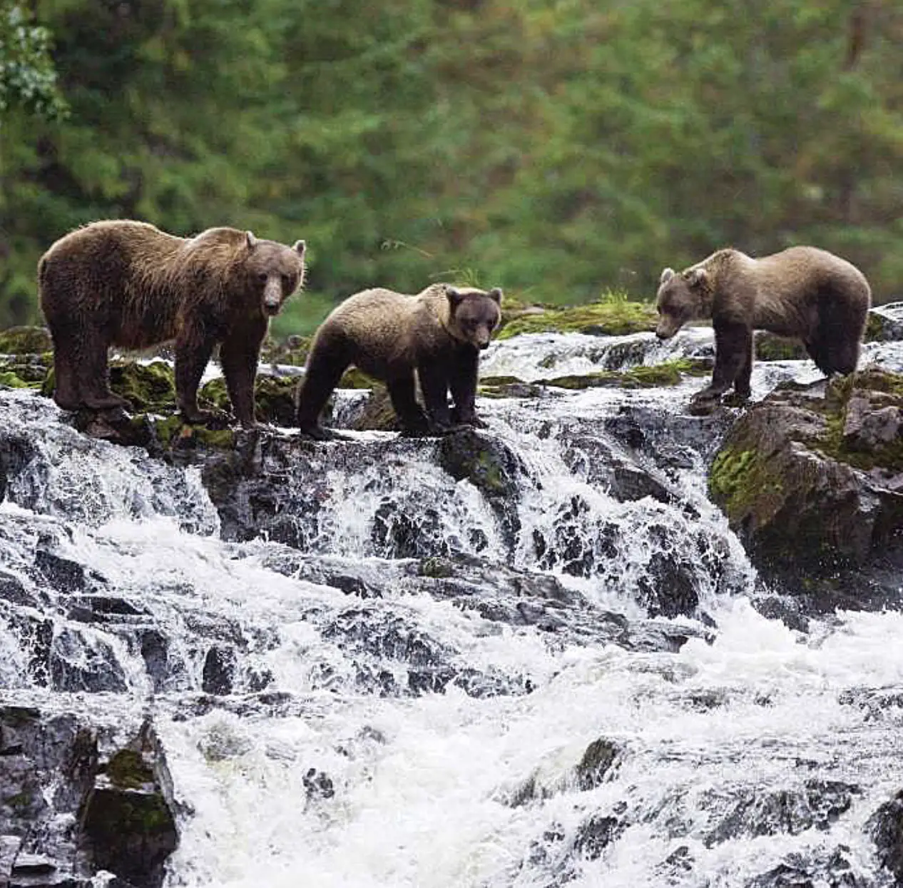Three bears at a waterfall